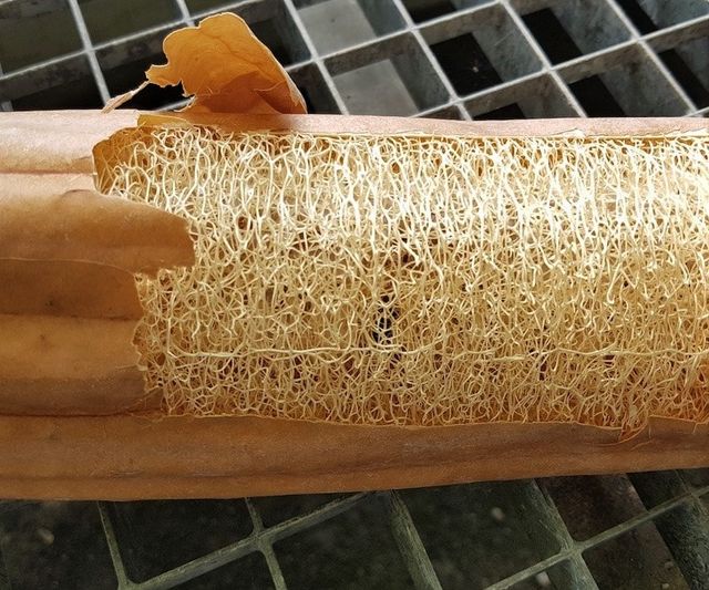 Semillas de ESPONJA VEGETAL / Luffa