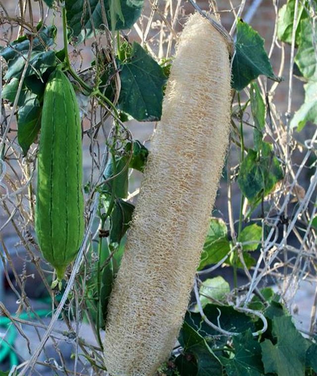 Semillas de ESPONJA VEGETAL / Luffa