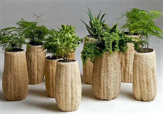 Semillas de ESPONJA VEGETAL / Luffa