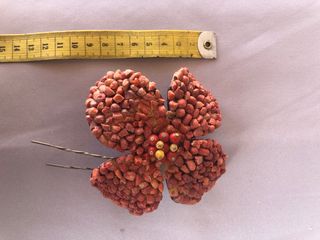 Flor base carey