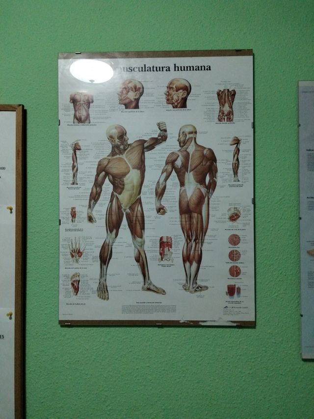 REFLEXOLOGIA DEL PIE