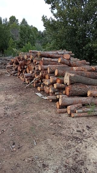 LEGNA DA ARDERE DI PINO A COMBUSTIONE RAPIDA 
