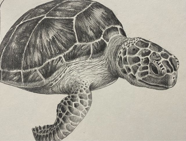 Tartaruga disegno a matita