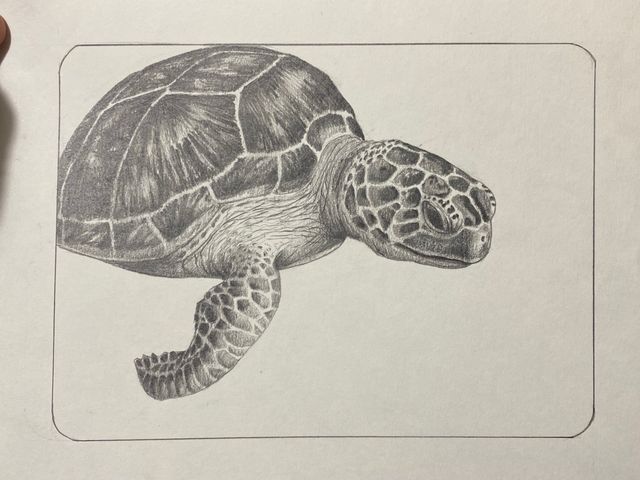 Tartaruga disegno a matita
