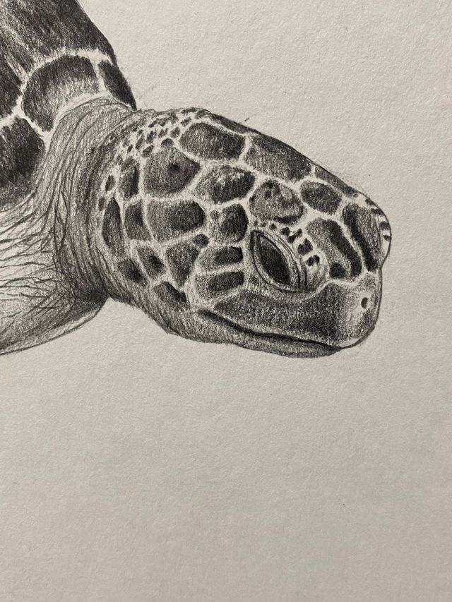 Tartaruga disegno a matita