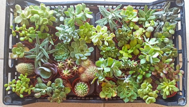 4 cactus o suculentas x 10€