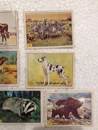 LOTE 10 CROMOS PANINI MAMIFEROS