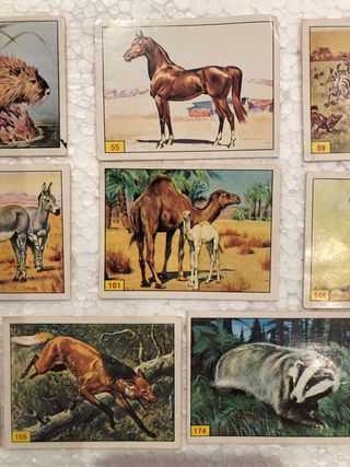 LOTE 10 CROMOS PANINI MAMIFEROS