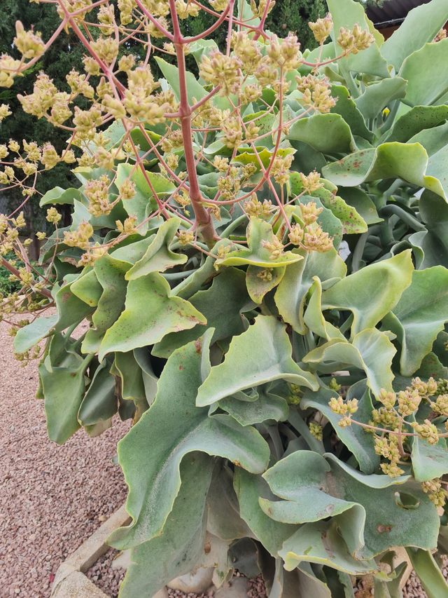 Oreja de elefante (Kalanchoe beharensis Drake)
