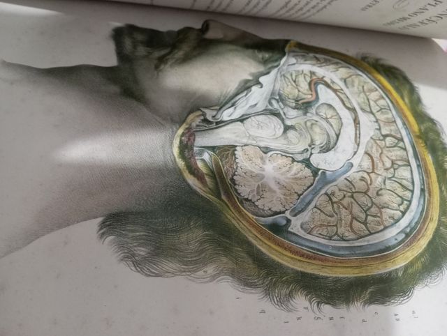 Tratado la anatomía del Hombre4 tomos
