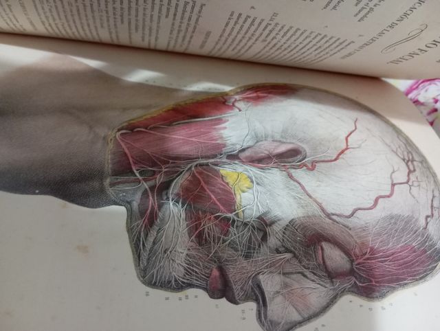 Tratado la anatomía del Hombre4 tomos