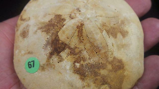 fósil de Clypeaster gippslandiscus,Australia