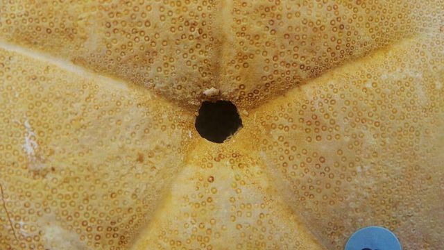 fósil de Clypeaster gippslandiscus,Australia