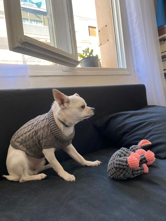 Jersey/sueter perro pequeño 