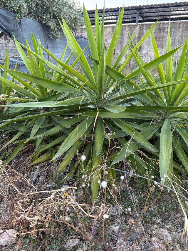 Yuca ellenbeckiana