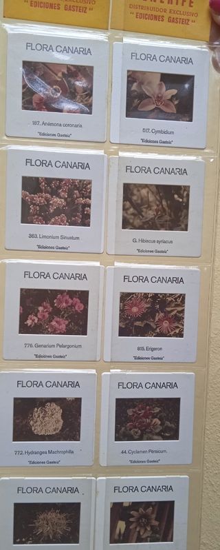 Diapositivas de Tenerife