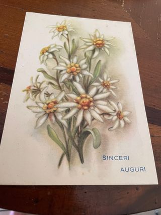 Stella alpina Flores estrella alpina