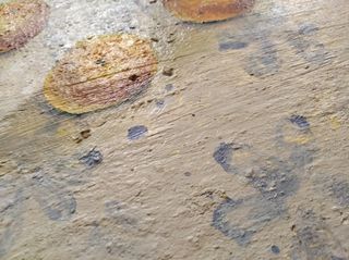 Cuadro óleo Naranjas