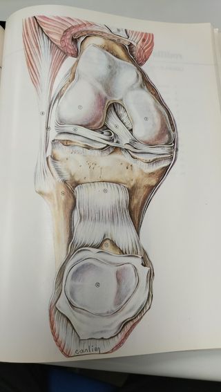 ATLAS ANATÓMICO. LAS PRINCIPALES ARTICULACIONES