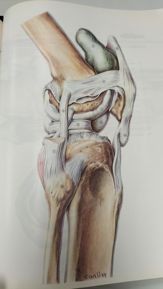 ATLAS ANATÓMICO. LAS PRINCIPALES ARTICULACIONES