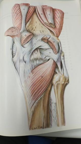 ATLAS ANATÓMICO. LAS PRINCIPALES ARTICULACIONES