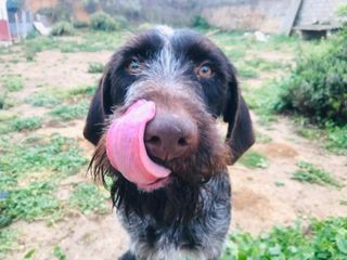 Servicio de residencia canina por día y horas