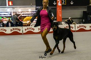 Servicio de residencia canina por día y horas