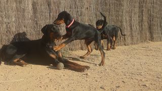 Servicio de residencia canina por día y horas