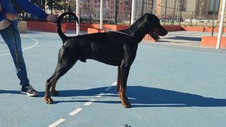 Servicio de residencia canina por día y horas