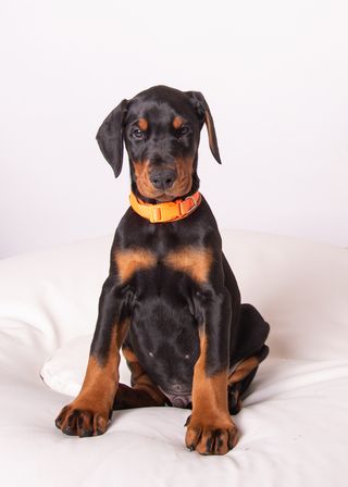 Servicio de residencia canina por día y horas