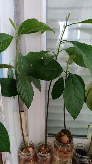 Aguacates Germinados ''desde''