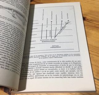 Prehistoria las primeras culturas superiores