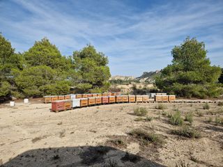 polinización de cultivos con colmenas