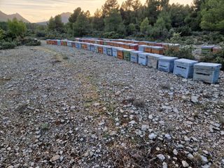 polinización de cultivos con colmenas