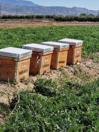 polinización de cultivos con colmenas