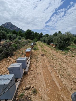 polinización de cultivos con colmenas