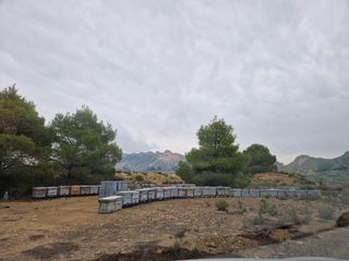 polinización de cultivos con colmenas