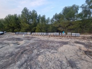 polinización de cultivos con colmenas