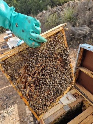 polinización de cultivos con colmenas
