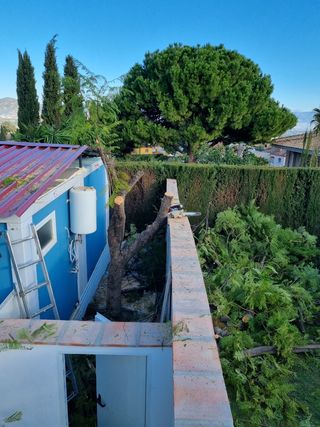 Jardinero profesional