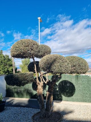 Jardinero profesional