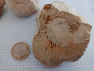 Lote fósiles anmonites