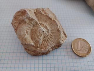 Lote fósiles anmonites