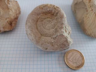 Lote fósiles anmonites