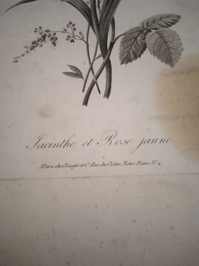 antiguo grabado botanico