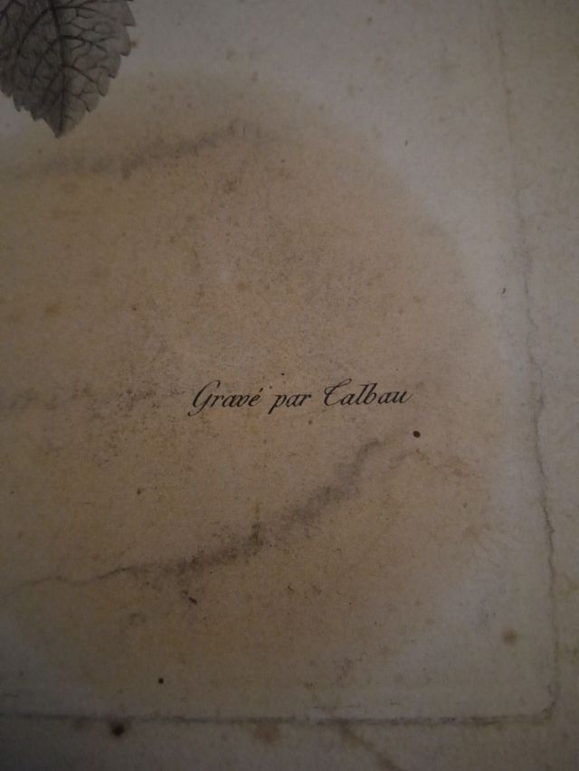 antiguo grabado botanico