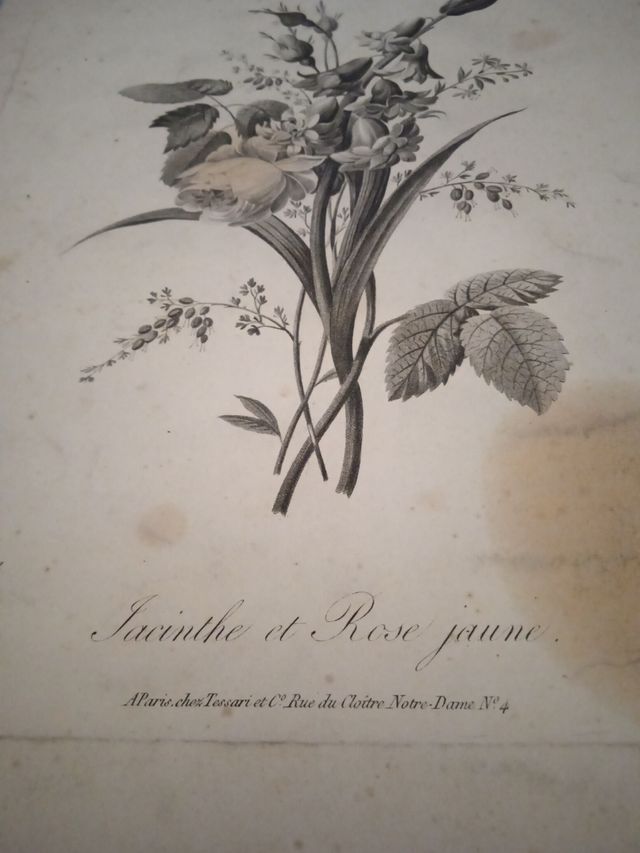 antiguo grabado botanico