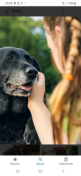 cuidador de perros