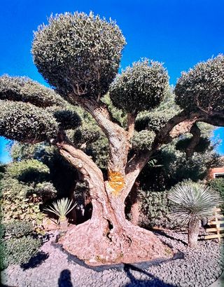 Mantenimientos y Jardineria