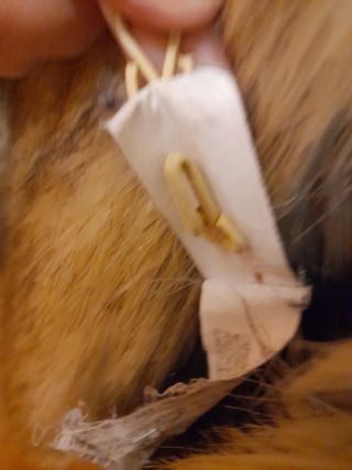 Chaquetón ZARA